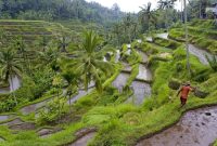 Ubud rice grandadam sylvain