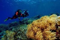 Diving bunaken indonesia island
