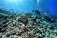 Neira wisata pulau paket pilih papan maluku ig snorkeling