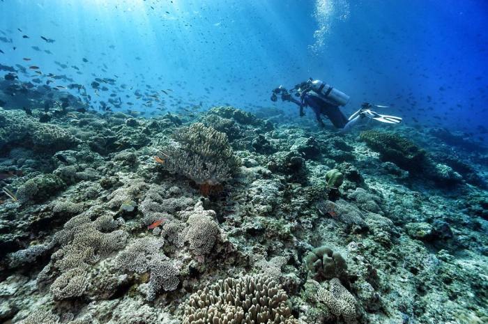 Neira wisata pulau paket pilih papan maluku ig snorkeling
