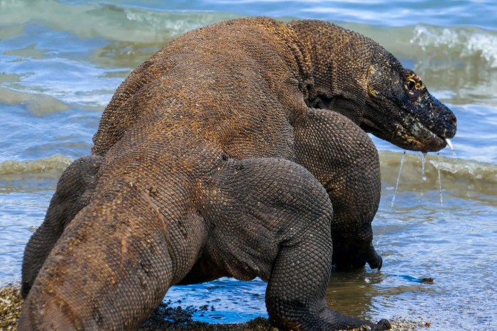 Komodo island indonesia dragons national park dragon islands