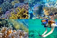 Wakatobi snorkel komodo aerial snorkeling airstrip transferred arrival followed