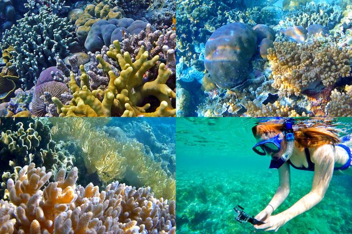 Wakatobi snorkel komodo aerial snorkeling airstrip transferred arrival followed