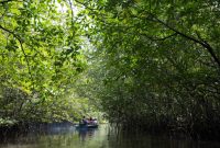 Bintan mangrove tour swamp indonesia