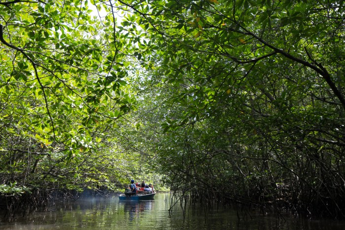 Bintan mangrove tour swamp indonesia