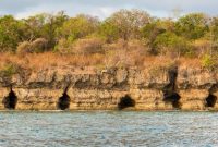 Moyo island west toyo orest population pandanus tectorius nusa tenggara