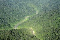 Park national gunung leuser tour elephant orangutan indonesia 5n 6d medan tourism sumatra