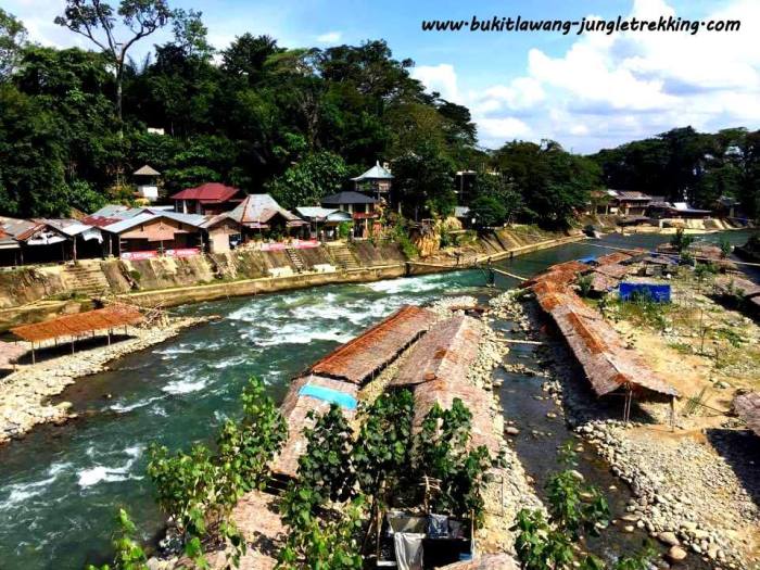 Trekking trek jungle bukit lawang sumatra day ecotravel tour