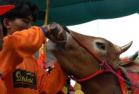 Sapi madura karapan khas serba hindu serbi tapi ekonomi hanya desanya cahyana kebanggaan masyarakat