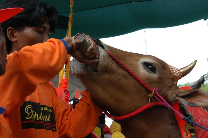 Sapi madura karapan khas serba hindu serbi tapi ekonomi hanya desanya cahyana kebanggaan masyarakat
