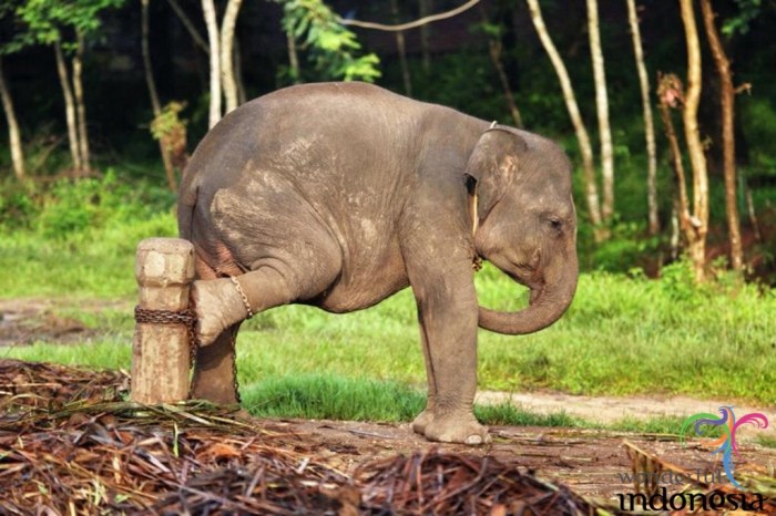 National park kambas way indonesia nasional taman irian sumatran sumatra papua